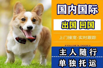 邢台市宠物托运公司邢台市宠物托运公司邢台市宠物托运公司