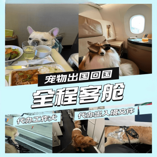 邢台市宠物托运到白俄罗斯宠物入境规定和要求
